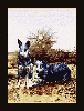 Blue Heeler Tapestry